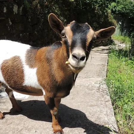Borgo Di Codeglia - Country Alojamento de Acomodação e Pequeno-almoço *